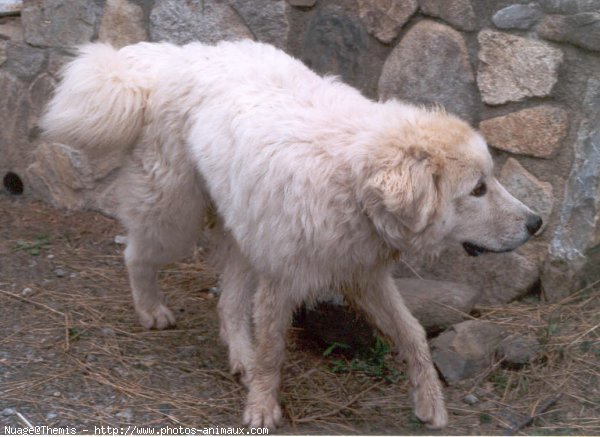 Photo de Chien de montagne des pyrnes