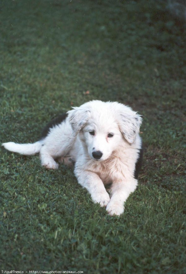 Photo de Border collie