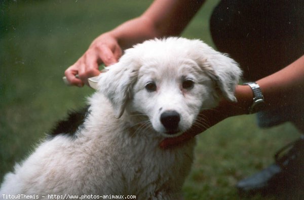 Photo de Border collie