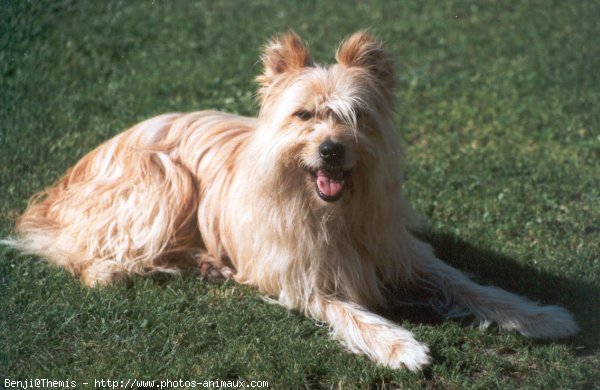 Photo de Chien de berger des pyrenes  poil long