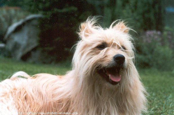 Photo de Chien de berger des pyrenes  poil long