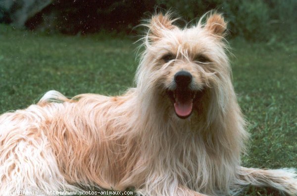 Photo de Chien de berger des pyrenes  poil long