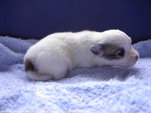 Photo de Coton de tulear