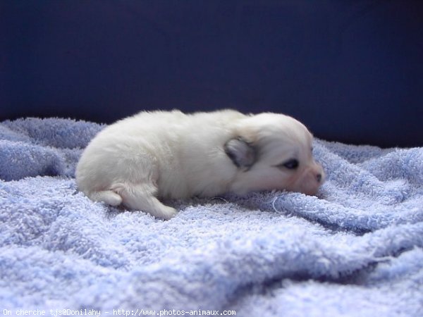 Photo de Coton de tulear