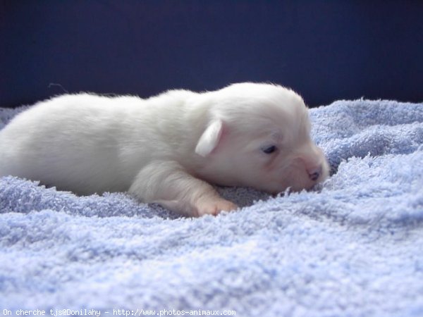 Photo de Coton de tulear