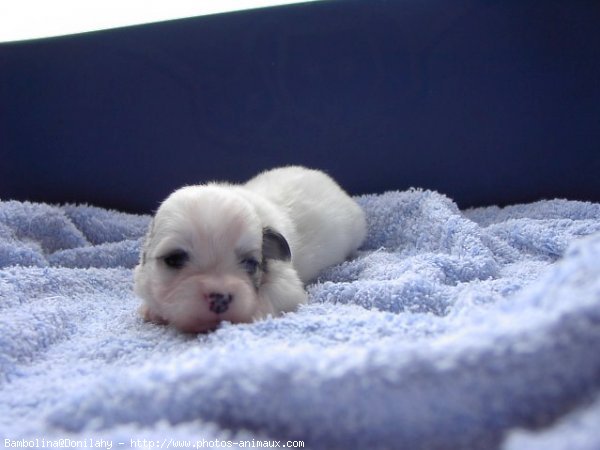 Photo de Coton de tulear