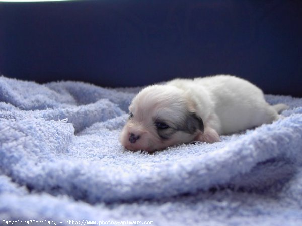 Photo de Coton de tulear