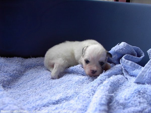 Photo de Coton de tulear