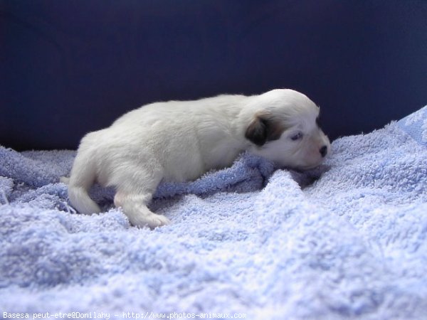 Photo de Coton de tulear