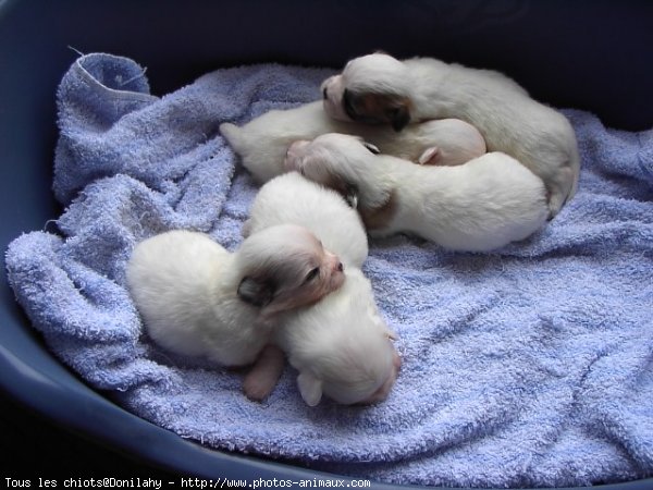 Photo de Coton de tulear