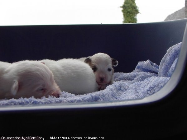 Photo de Coton de tulear