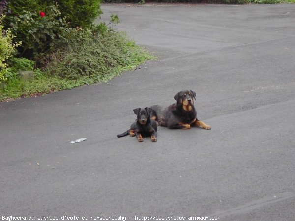 Photo de Races diffrentes