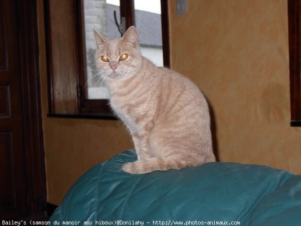 Photo de British shorthair