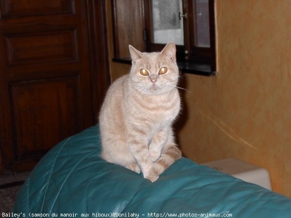 Photo de British shorthair