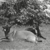 Photo de Races diffrentes