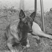 Photo de Berger belge malinois