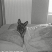 Photo de Berger belge malinois