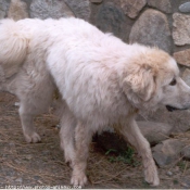 Photo de Chien de montagne des pyrnes