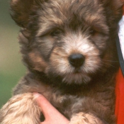 Photo de Chien de berger des pyrenes  poil long