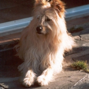 Photo de Chien de berger des pyrenes  poil long