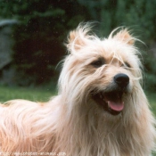 Photo de Chien de berger des pyrenes  poil long