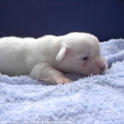 Photo de Coton de tulear