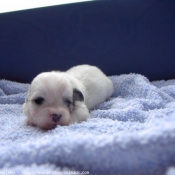 Photo de Coton de tulear