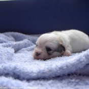 Photo de Coton de tulear