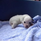 Photo de Coton de tulear