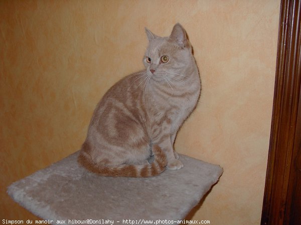 Photo de British shorthair