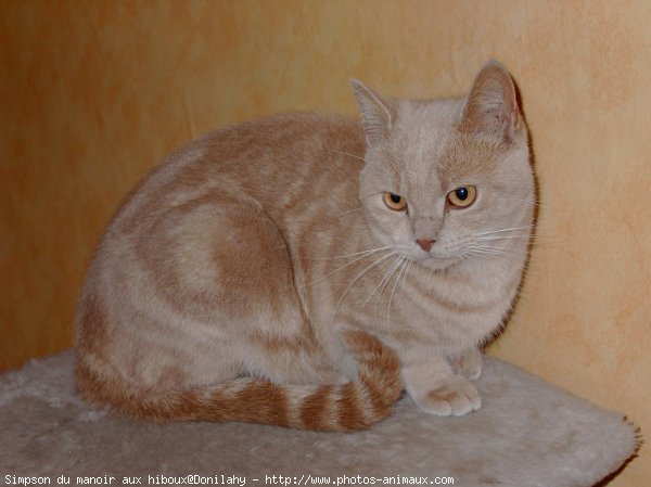 Photo de British shorthair