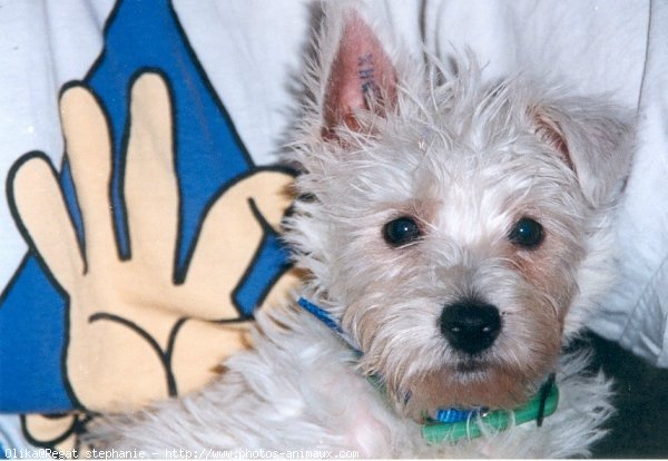 Photo de West highland white terrier