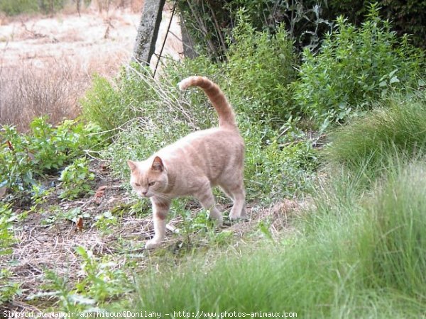 Photo de British shorthair