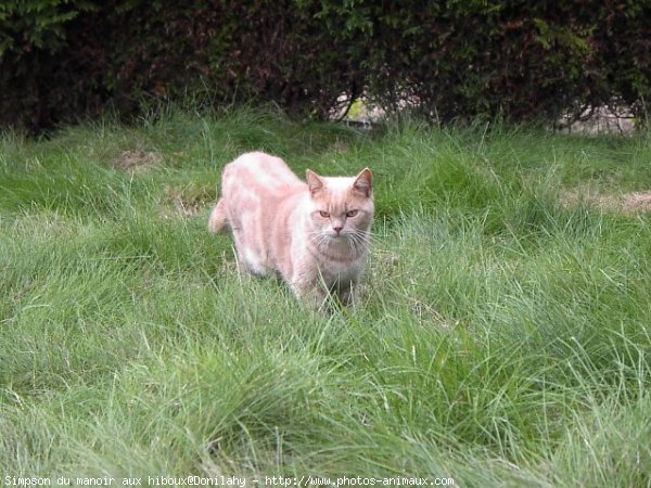 Photo de British shorthair