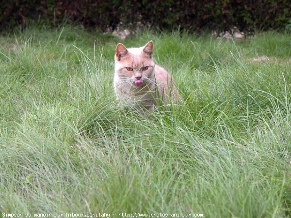 Photo de British shorthair