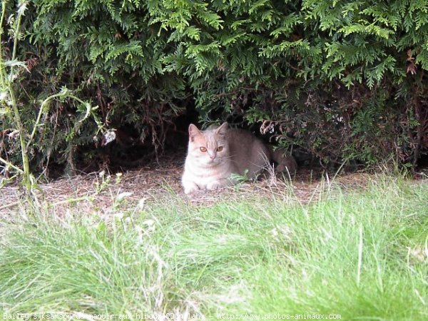 Photo de British shorthair