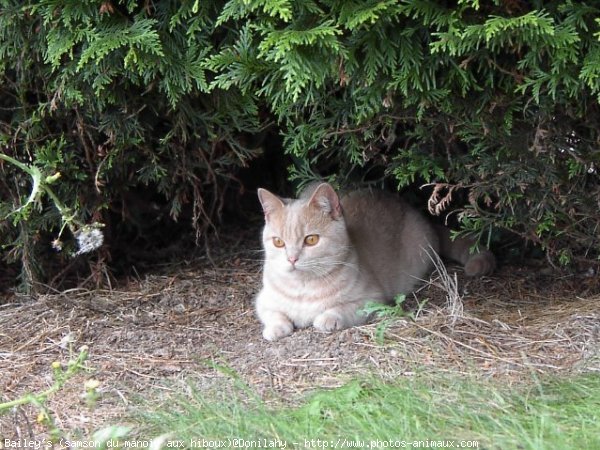 Photo de British shorthair