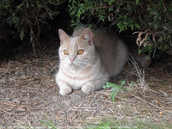 Photo de British shorthair