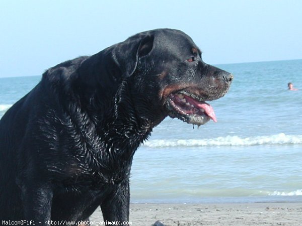 Photo de Rottweiler