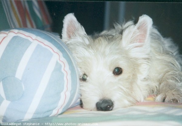 Photo de West highland white terrier