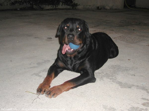 Photo de Rottweiler