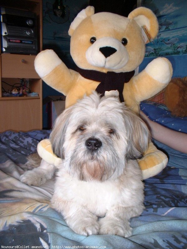 Photo de Lhassa apso