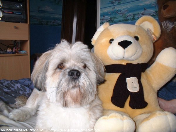 Photo de Lhassa apso