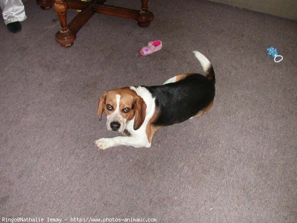 Photo de Beagle