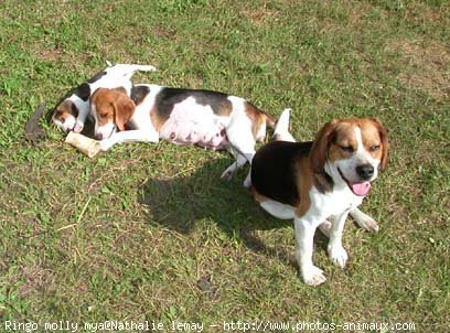 Photo de Beagle