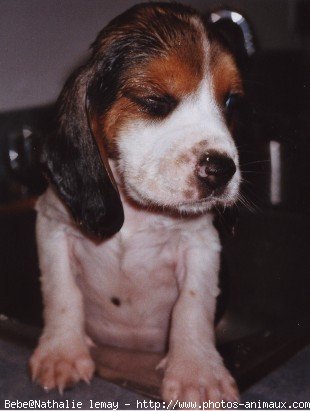 Photo de Beagle