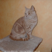 Photo de British shorthair