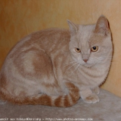 Photo de British shorthair