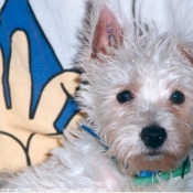 Photo de West highland white terrier