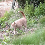 Photo de British shorthair